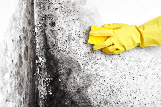 Certified Mold Removal in Cool Valley, MO